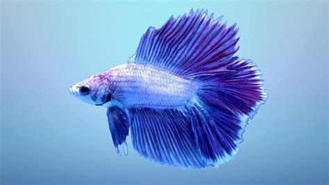 ‎Betta Fish .